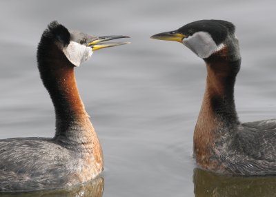 Red-necked Grebes DSC_8936.jpg