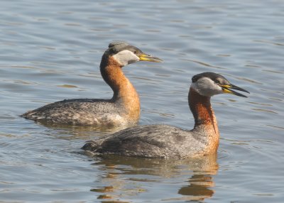 Red-necked Grebe (Podiceps grisegena)