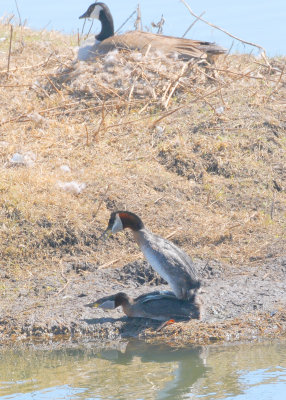 Red-necked Grebe (Podiceps grisegena)