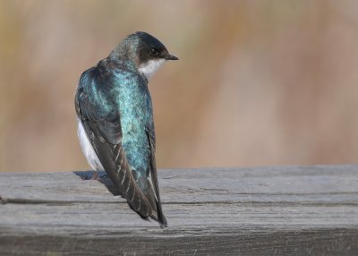 Tree Swallow (Tachycineta bicolor)