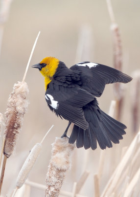 Yellow-headed Blackbird DSC_0415.jpg