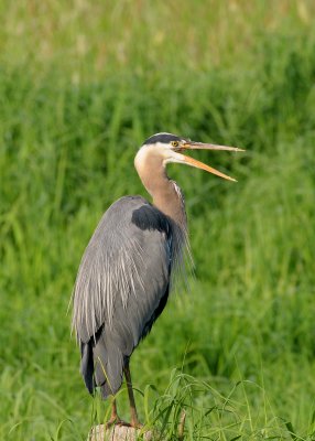 Blue Heron (Ardea herodias)