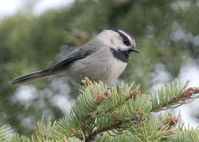 Mountain Chickadee DSC_3386.jpg