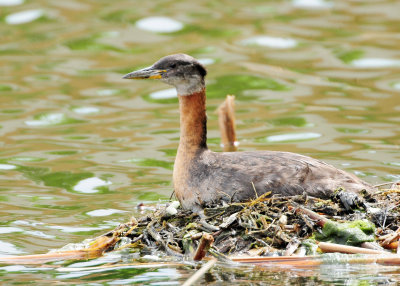 Red-necked Grebe (Podiceps grisegena)