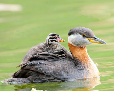 Red-necked Grebe (Podiceps grisegena)