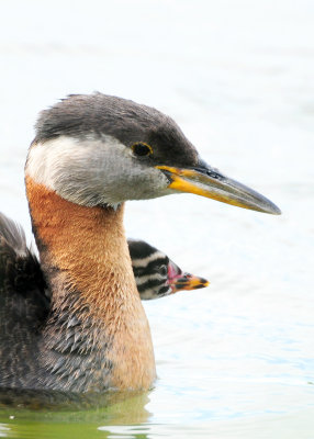 Red-necked Grebe (Podiceps grisegena)