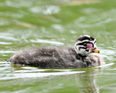 Red-necked Grebe (Podiceps grisegena)