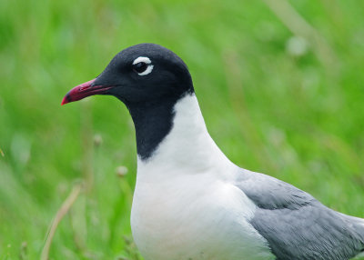 Franklin's Gull - Leucophaeus pipixcan