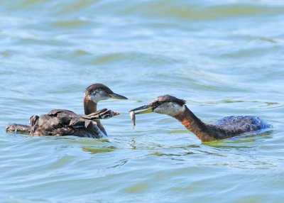 Red-necked Grebe (Podiceps grisegena)