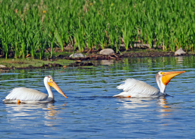 American Pelicans DSC_7485.jpg