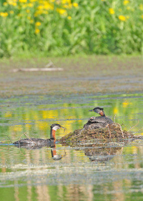 Red-necked Grebe (Podiceps grisegena)