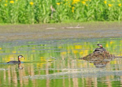 Red-necked Grebe (Podiceps grisegena)