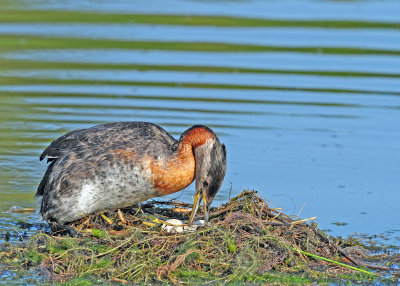 Red-necked Grebe (Podiceps grisegena)