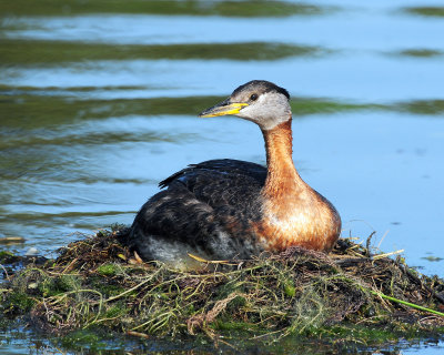 Red-necked Grebe (Podiceps grisegena)