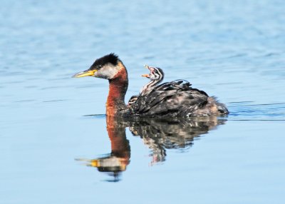 Red-necked Grebe (Podiceps grisegena)