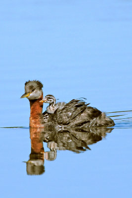 Red-necked Grebe (Podiceps grisegena)