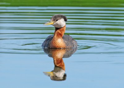 Red-necked Grebe (Podiceps grisegena)