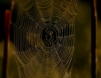 Spider Web_DSC2275.jpg