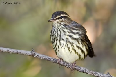 Northern Waterthrush_DSC3008.jpg
