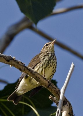 Northern Waterthrush_DSC3042.jpg