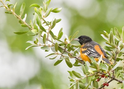 Baltimore Oriole_DSC2682.jpg