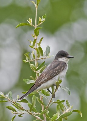 Eastern Kingbird_DSC2687.jpg