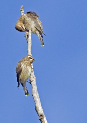 Cedar Waxwings juv._DSC3070.jpg