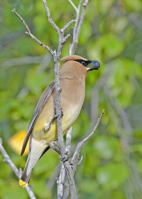 Cedar Waxwing_DSC2850.jpg
