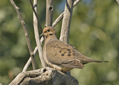 Mourning Dove_DSC2886.jpg