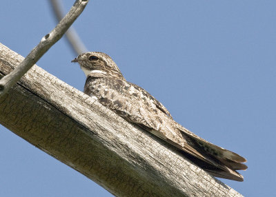 Nighthawk_DSC2766.jpg