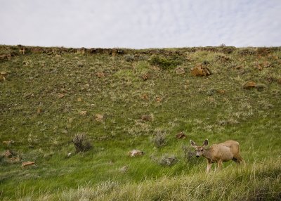 Dinosaur Provincial Park - Mule Deer_DSC2653.jpg