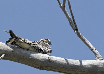 Nighthawk