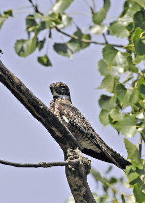 Nighthawk_DSC2786.jpg