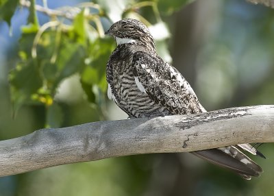 Nighthawk_DSC2908.jpg