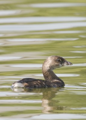 Pied-billed Grebe_DSC3465.jpg