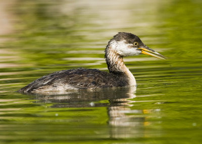 Red-necked Grebe_DSC3504.jpg