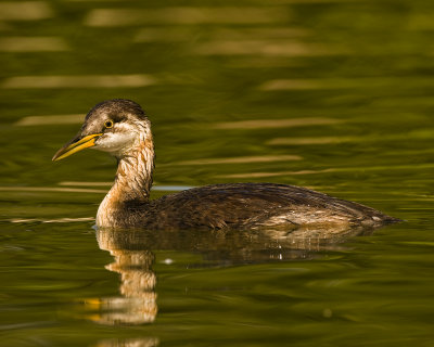 Rednecked Grebe immat. (Podiceps grisegena)