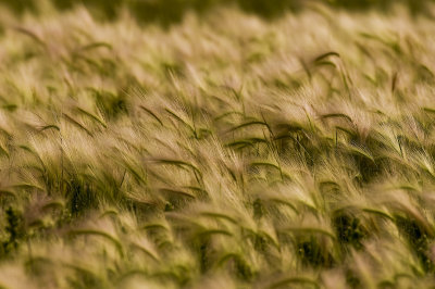 Prairie grass_DSC3728.jpg