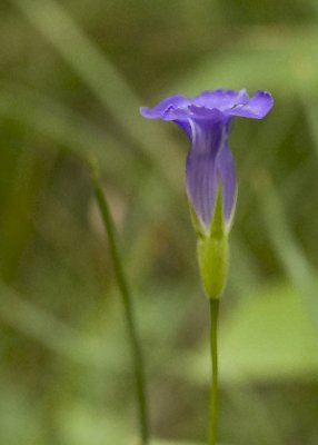Northern Bog Violet - Viola nephrophylla
