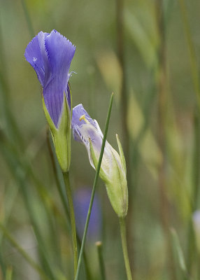 Northern Bog Violet - Viola nephrophylla