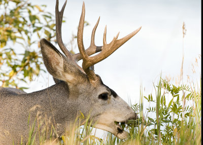 Mule Deer Buck (Odocoileus hemionus)