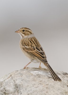 Clay-coloured Sparrow (Spizella pallida)