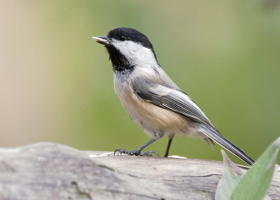 Black-capped Chickadee_DSC4359.jpg