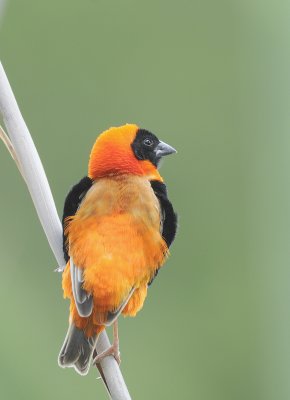 Southern Red Bishop (Euplectes orix)