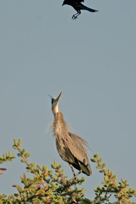 GBHeronCrow_20100611_6705.jpg