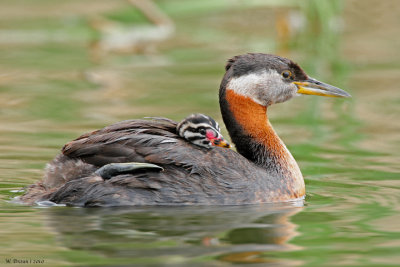 RNGrebe_DSC_6381.jpg