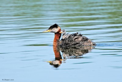 RN-Grebe_DSC_8007.jpg