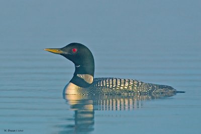 Loon_20100627_7117.jpg