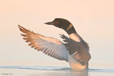 Loon_20100627_6999.jpg