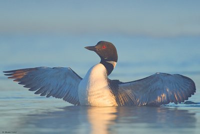 Loon-Wingspread_20100627_70.jpg